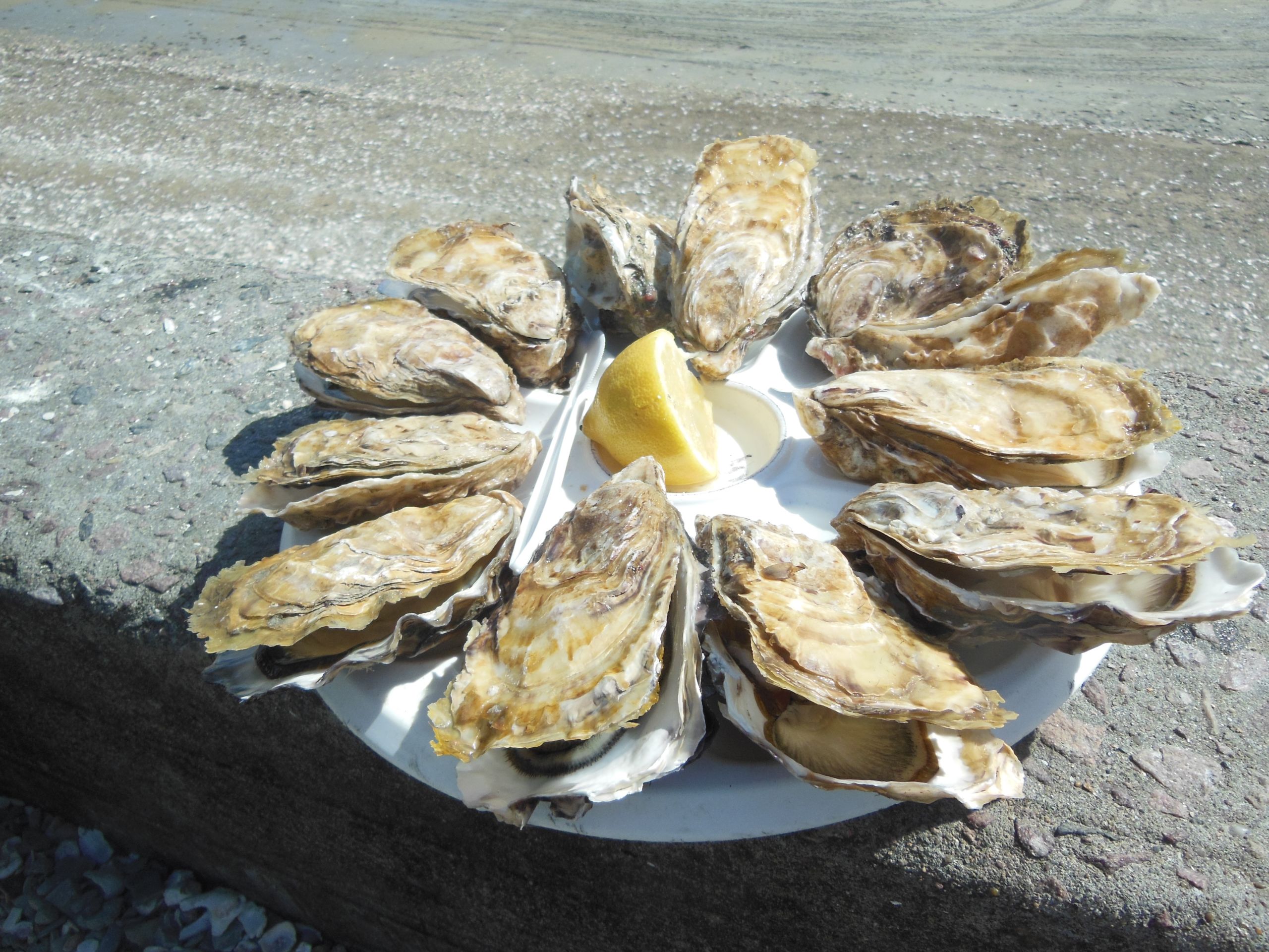 Piatto di ostriche fresche servite con limone in Normandia.
